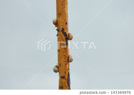 Snails climbing a deteriorated yellow metal post. Snails climbing a deteriorated yellow metal post. 143369976