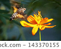 A hummingbird hawk-moth hovering and sipping nectar from a yellow cosmos flower. 143370155