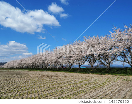 A row of pink cherry trees stands in the rice paddies before planting. It's a beautiful and striking sight against the blue sky. A row of pink cherry trees stands in the rice paddies before planting. It's a beautiful and striking sight against the blue sky. 143370360