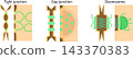 Medical illustration of intercellular junctions (English) 143370383