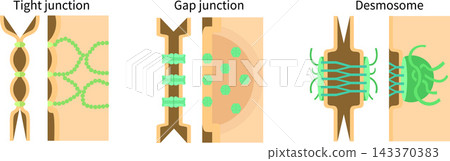 Medical illustration of intercellular junctions (English) Medical illustration of intercellular junctions (English) 143370383