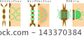 Medical illustration of intercellular junctions (in Japanese) 143370384