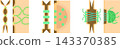 Medical illustration of intercellular junctions 143370385