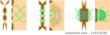 Medical illustration of intercellular junctions Medical illustration of intercellular junctions 143370385