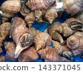 Scallops lined up in the market 143371045
