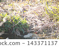 薩納魯湖野生鳥類：普通鷸（83） 143371137