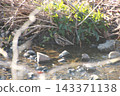 薩納魯湖野生鳥類：普通鷸（84） 143371138