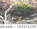 薩納魯湖野生鳥類：普通鷸（85） 143371139