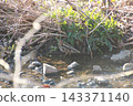 薩納魯湖野生鳥類：普通鷸（86） 143371140