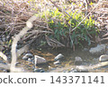 薩納魯湖野生鳥類：普通鷸（87） 143371141