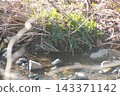 薩納魯湖野生鳥類：普通鷸（88） 143371142