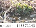 薩納魯湖野生鳥類：普通鷸（89） 143371143