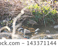 薩納魯湖野生鳥類：普通鷸（90） 143371144