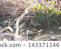 薩納魯湖野生鳥類：普通鷸（91） 143371146