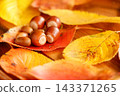 Acorns lined up on fallen autumn leaves 143371265