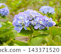 Hydrangea Endless Summer 143371520