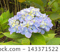 Hydrangea Endless Summer 143371522