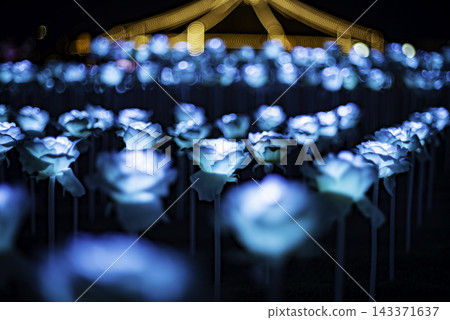 Blue rose illumination Blue rose illumination 143371637