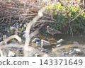 薩納魯湖野生鳥類：普通鷸（92） 143371649