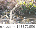 薩納魯湖野生鳥類：普通鷸（93） 143371650