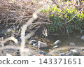薩納魯湖野生鳥類：普通鷸（94） 143371651