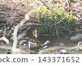 薩納魯湖野生鳥類：普通鷸（95） 143371652