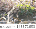 薩納魯湖野生鳥類：普通鷸（96） 143371653