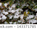 積雪覆蓋在常春藤上。 143371785