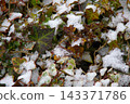 積雪覆蓋在常春藤上。 143371786