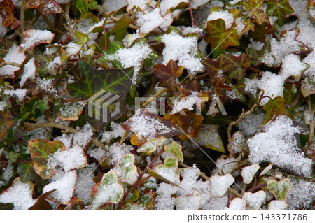 積雪覆蓋在常春藤上。 143371786