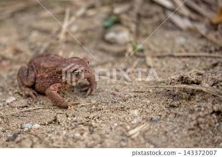 Frog in a clearing Frog in a clearing 143372007