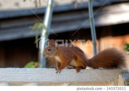 Red squirrel a closeup portrait Red squirrel a closeup portrait 143372011