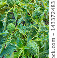 Close up of green spiky seed pods and textured leaves of a poisonous datura stramonium or jimsonweed plant growing in the wild. 143372483