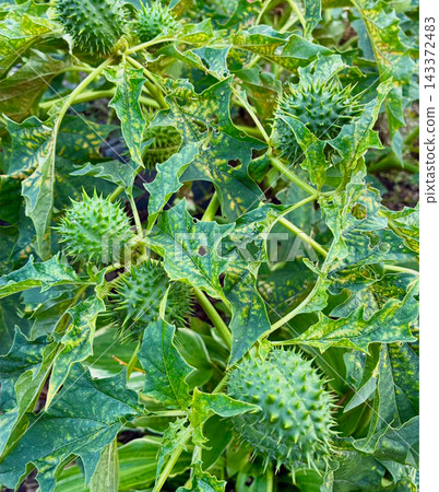 Close up of green spiky seed pods and textured leaves of a poisonous datura stramonium or jimsonweed plant growing in the wild. 143372483
