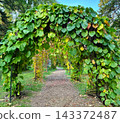 Beautiful path under pergolas covered with dense green foliage of aristolochia macrophylla durior or dutchmans pipe vine climber in a public botanical garden park. 143372487