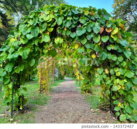 Beautiful path under pergolas covered with dense green foliage of aristolochia macrophylla durior or dutchmans pipe vine climber in a public botanical garden park. Beautiful path under pergolas covered with dense green foliage of aristolochia macrophylla durior or dutchmans pipe vine climber in a public botanical garden park. 143372487