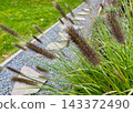 Fluffy plumes of Chinese fountain grass by a gravel path in a modern garden: ornamental Pennisetum alopecuroides for contemporary landscape design and backyard styling 143372490