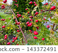 Ripe red rose hips on branches in an autumn garden: organic dog-rose briar berries for herbal medicine, healthy nutrition and nature concepts 143372491