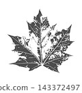 Detailed textured grunge maple leaf silhouette isolated on a white background, monochrome black and white palette for vintage print and autumn apparel design 143372497