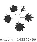 Minimalistic collection of various maple leaf silhouettes isolated on a plain white background, classic monochrome black and white palette for logo design and graphic stencils 143372499