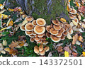 Large clusters of shaggy scaly pholiota squarrosa mushrooms growing at the base of a mossy tree trunk, warm earthy and ochre autumn palette for nature blogging and wildlife guidebooks 143372501