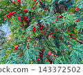 Green branches of a yew tree taxus baccata dense with bright red toxic seed cones, striking contrasting evergreen and scarlet palette for botany research and winter festive design 143372502