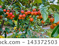 Branch of a decorative crabapple tree loaded with ripe orange and red miniature apples, vivid natural autumn palette for culinary design and organic food backgrounds 143372503