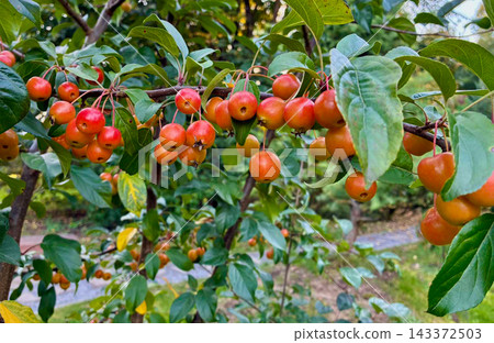 Branch of a decorative crabapple tree loaded with ripe orange and red miniature apples, vivid natural autumn palette for culinary design and organic food backgrounds Branch of a decorative crabapple tree loaded with ripe orange and red miniature apples, vivid natural autumn palette for culinary design and organic food backgrounds 143372503