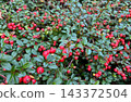 Lush cotoneaster dammeri bush covered with vibrant red berries and small glossy green leaves, festive natural evergreen palette for gardening and autumn winter background 143372504