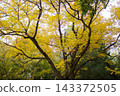 Majestic ash tree crown with bright yellow foliage against a soft sky background, vibrant golden and green autumn palette for nature tourism and background design 143372505