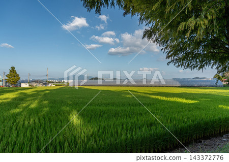 Green Rice Field and Greenhouses in Korean Countryside 143372776