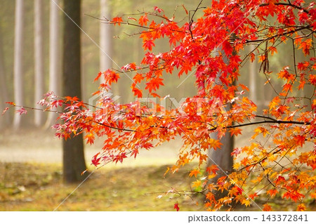 楓葉離開了紅葉 楓葉離開了紅葉 143372841