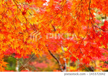 楓葉離開了紅葉 楓葉離開了紅葉 143372842