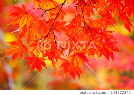 楓葉離開了紅葉 143372843